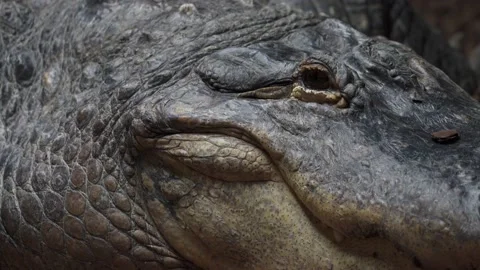 American alligator close up 4K Stock Footage 138022397