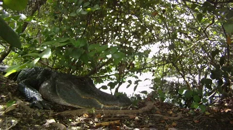 American Alligator Close Up Stock Footage 879846