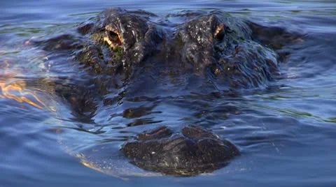American Alligator Close-Up Stock Footage