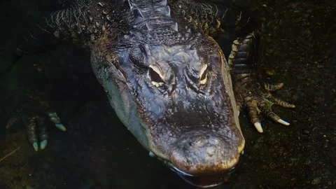 American Alligator Close-Up Stock Footage 314330479