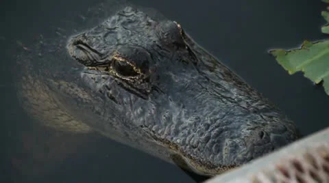 American alligator closeup Stock Footage 20568022