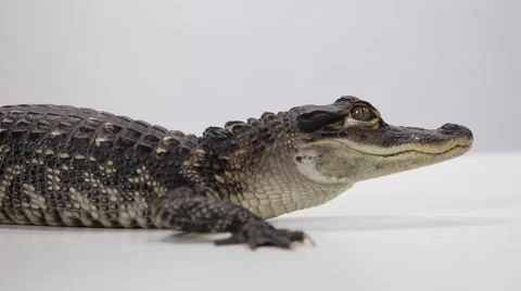 American alligator closeup Stock Footage 65042558