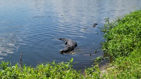  American Alligator with Dead Softshell Turtle in its Jaws Stock Footage 276411051