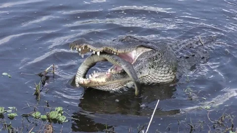 American alligator eating a snake Stock Footage
