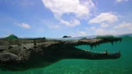 American Alligator Floats On The Water Surface. Underwater World Stock Footage