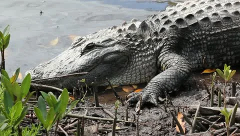 American Alligator Stock Footage 10833091