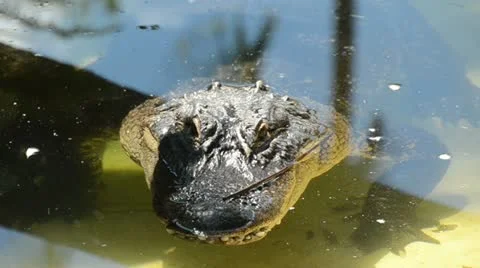 American alligator Stock Footage 12008721