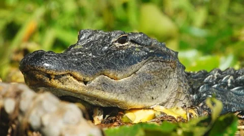 American Alligator Stock Footage 12574656