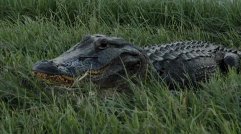 American Alligator Stock Footage 34204314