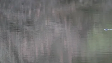 American Alligator Stock Footage 46020708