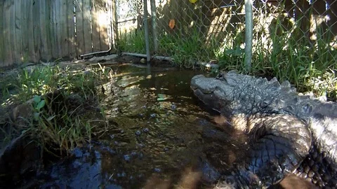 American Alligator Stock Footage 94125387