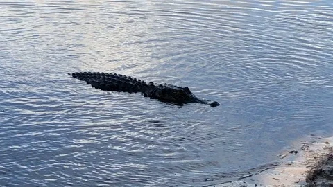 American alligator Stock Footage 122644702