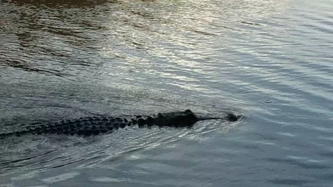 American alligator Video stock 122644728