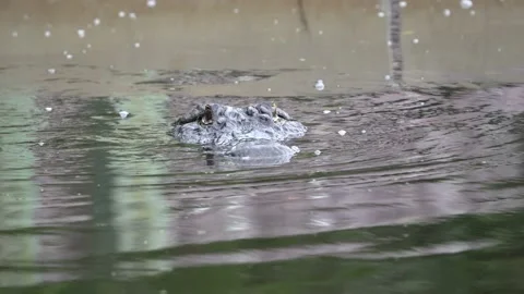 American Alligator 스톡 동영상 171946007