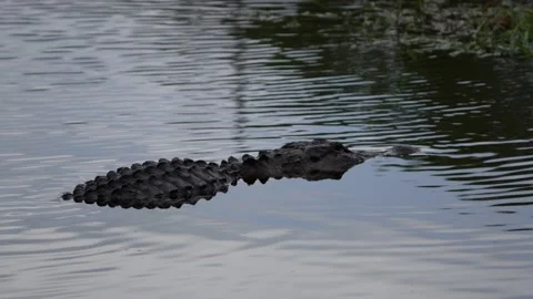 American Alligator 스톡 동영상 171946025