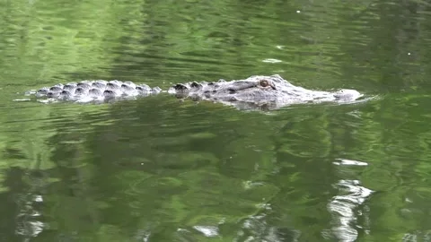 American Alligator Stock Footage 171946109