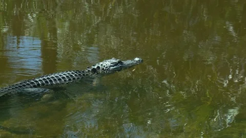 American Alligator Vidéo 236498014