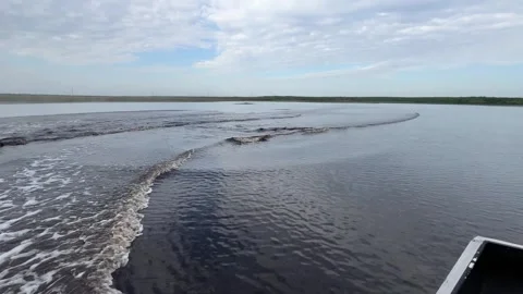 American alligator Stock Footage 334339021