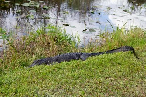 An American alligator hiding in grass and sleeping near a waterbody Foto stock
