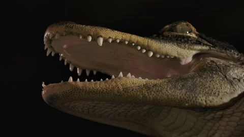 American alligator jaws open low angle looking up unique and amazing Stock Footage 170836372