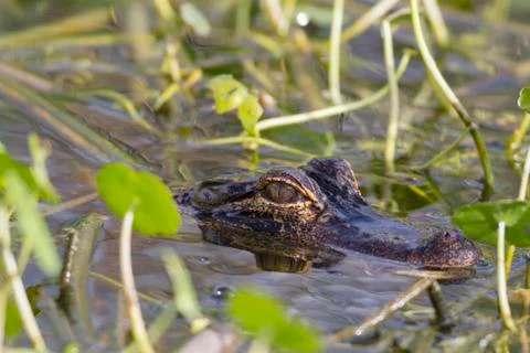 American Alligator lying in wait Foto stock