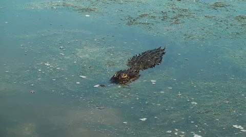 American Alligator in the marsh Stock Footage 35754502