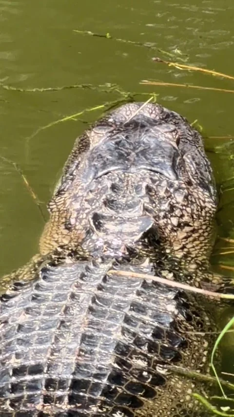 American alligator overhead view floating in shallow water. Vídeo Stock 347547589
