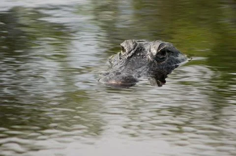 American alligator Stock Photos