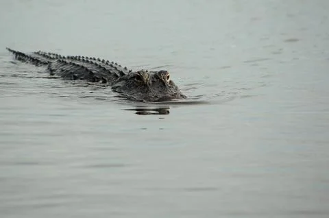 American alligator Stock Photos