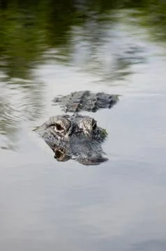 American alligator Stock Photos