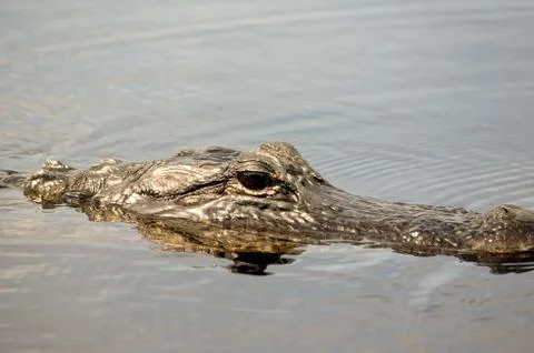 American alligator Stock-Fotos