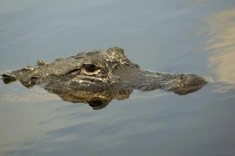 American alligator Stock Photos