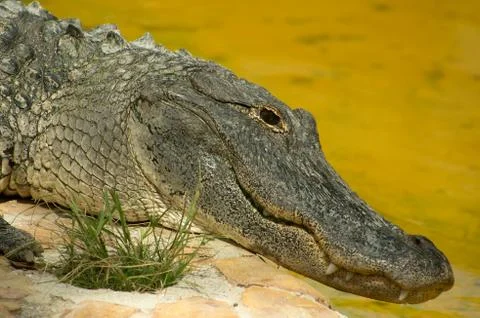 American alligator Stock Photos