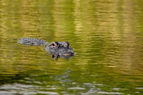 American alligator Stock Photos