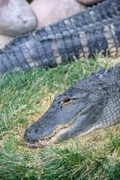 American Alligator Stock Photos