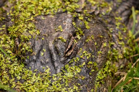 American alligator Stock Photos