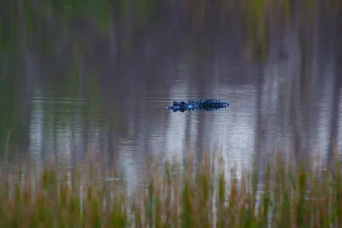 American Alligator Stock Photos