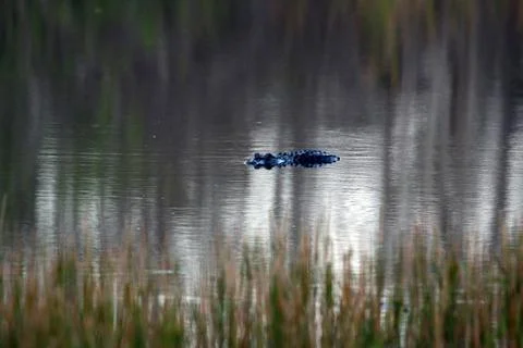 American Alligator Stock Photos