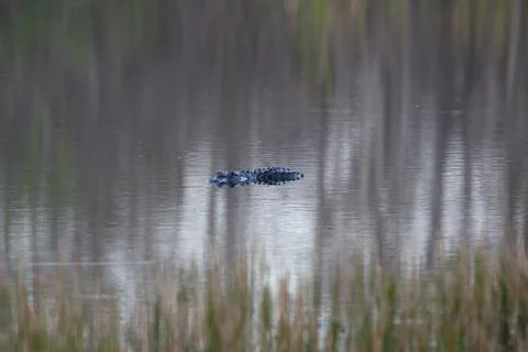 American Alligator Foto stock