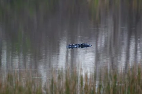 American Alligator Stock Photos