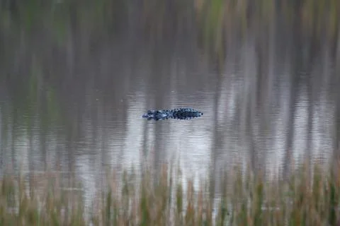 American Alligator Stock Photos