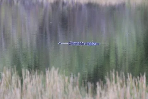 American Alligator Stock Photos