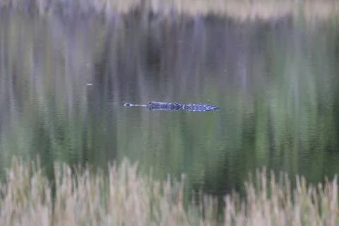 American Alligator Stock Photos
