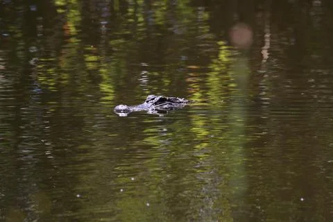 American Alligator Stock Photos