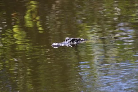 American Alligator Stock Photos