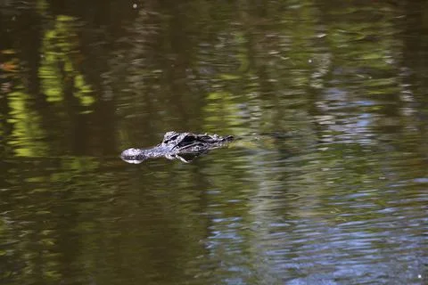 American Alligator Foto stock