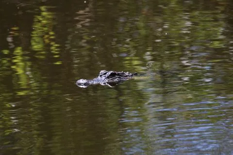American Alligator Foto stock