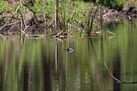 American Alligator Stock Photos