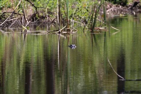 American Alligator Stock Photos