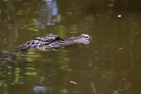 American Alligator Stock Photos